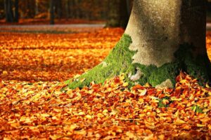How to Prepare Your Home for Autumn
